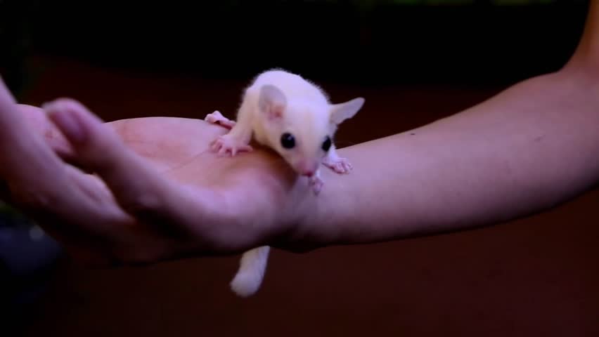 Sugar glider wants to jump on hand, suitable for content videos related to animal rescue, exotic pet videos