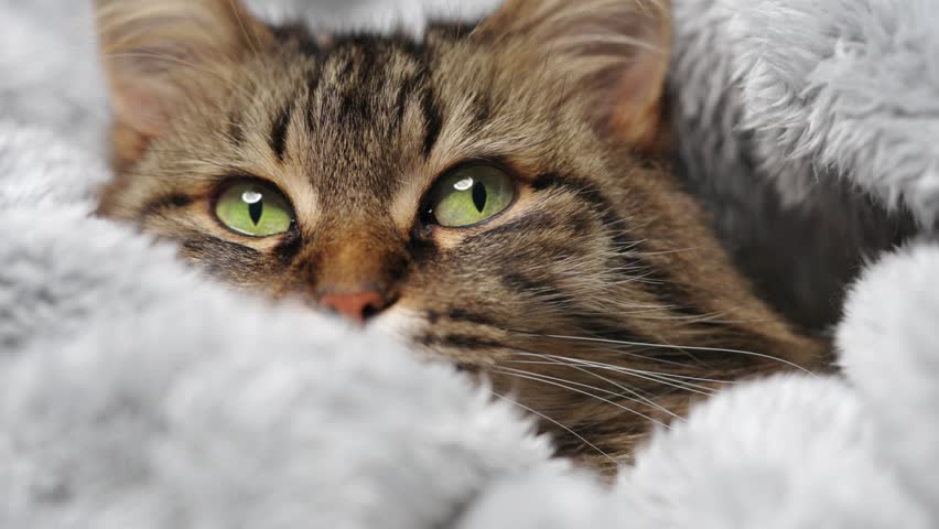 Cute tabby cat lies wrapped in a blanket. Concept of adorable pets.