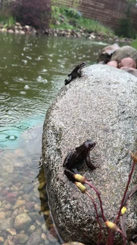 Frogs sit on the stones near the pond. Frogs in their natural habitat.