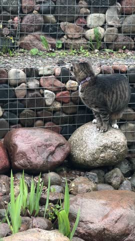 The cat is hunting for the frog. The cat is trying to catch the frog. Cat. Frog.