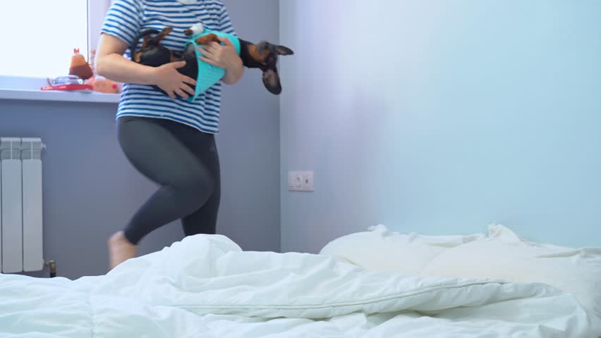 Caring owners, childfree parents gently lay sick dachshund dog with bandaged paw on bed, touchingly carefully stroke its head, kiss it, place heating pad on head Vet health of a pet, hyperprotection