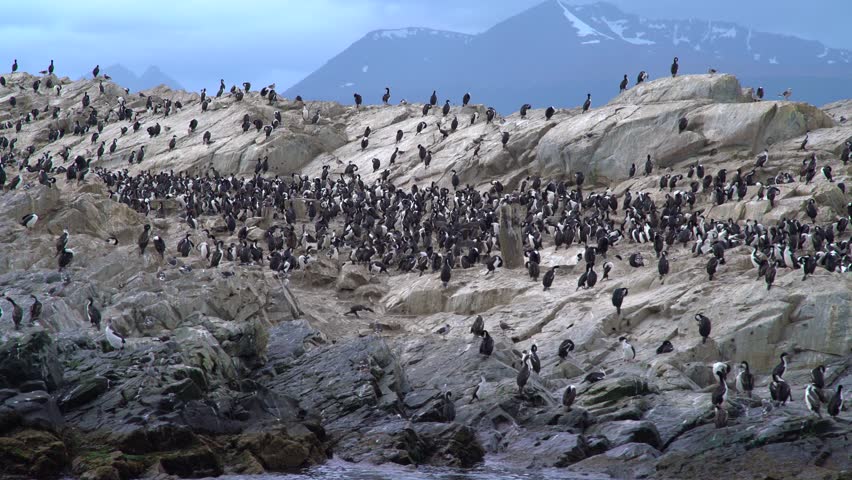 Large colony of imperial shags resting on a rocky island with mountains in the background near Ushuaia, Tierra del Fuego. Aerial drone view.
