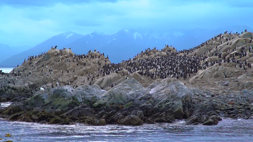 Large colony of imperial cormorants and other birds perched on a rocky island in the Beagle Channel, near Ushuaia, Argentina, with mountains in the background. Aerial drone view.