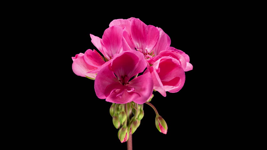 Pink Pelargonium Flowers Blooming in Time Lapse on a Black Background. Beautiful Neon Geranium Blossoms