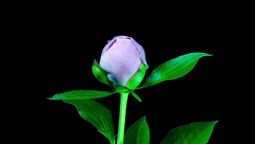 Green Blue Peony Open Flower in Time Lapse on a Leaves and Black Background with Alpha Matte Channel. The Bud Opens and Blooms Into a Large Flower. Yellow Peony Tender Blossoms Close Up in TimeLapse