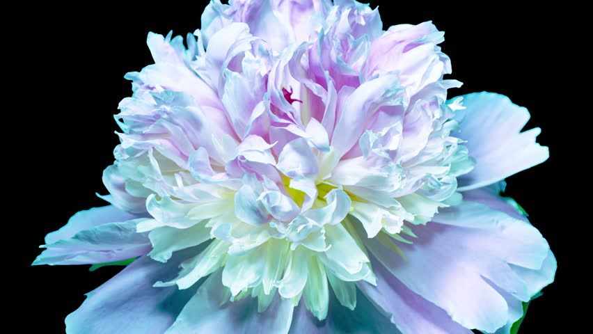Green Blue Peony Open Flower in Time Lapse on a Leaves and Black Background with Alpha Matte Channel. The Bud Opens and Blooms Into a Large Flower. Yellow Peony Tender Blossoms Close Up in TimeLapse