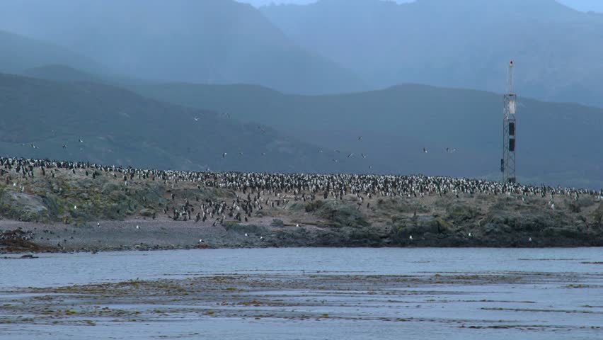 View of a large penguin colony on a rocky island with water, mountains, and a navigation tower. Located in the Beagle Channel, Tierra del Fuego.