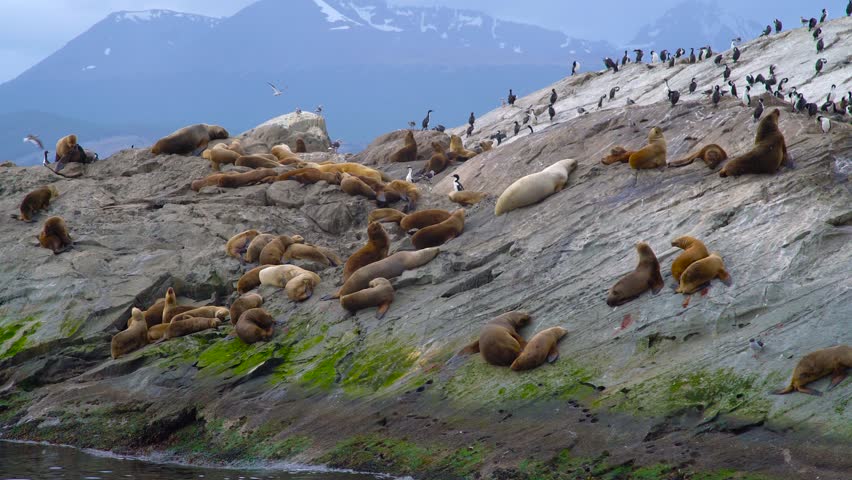 Aerial view of a large colony of Northern Fur Seals and Steller Sea Lions resting on a rocky cliffside. Commander Islands, Russia.