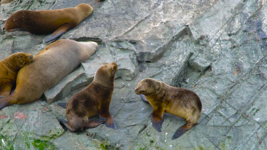 Aerial view of two baby sea lions joyfully interacting and playing on a rocky coastline near Ushuaia, Argentina.