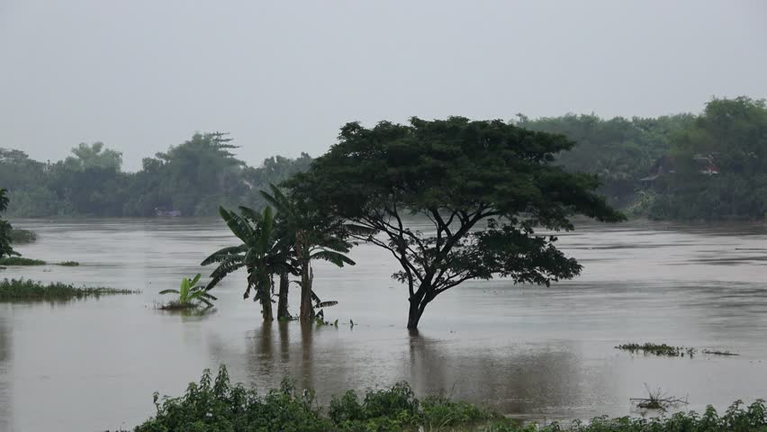 still camera, a unique and large tree, submerged by flood due to continuous rain overnight.