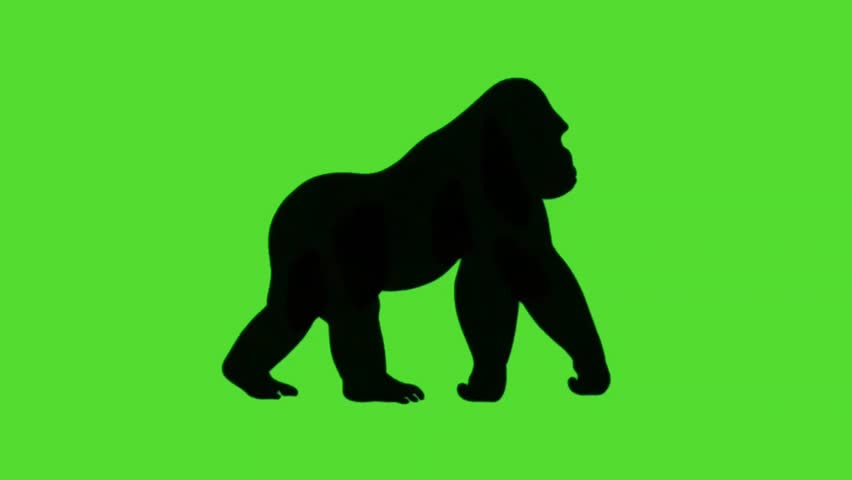 Silhouette of gorilla walking on green screen 