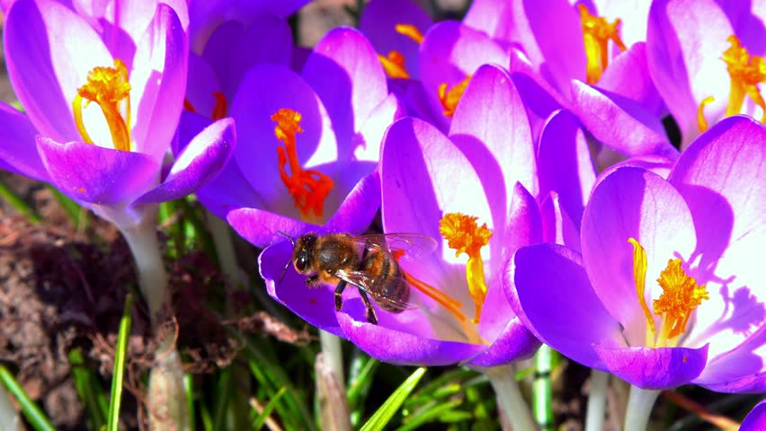 Honey bees collect nectar and pollen on blue crocus flowers in the garden, Odessa.