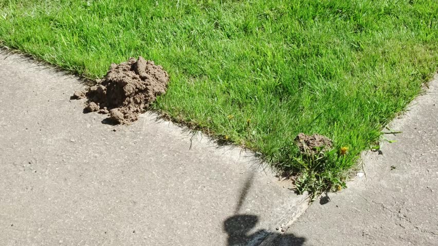 A jet of water washes away the ground, destroying the wormhole from the lawn. A mole hill of soil on green grass. Pests on the lawn in the yard dig up the soil. Mole damage. High quality 4k footage.