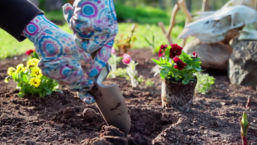 Close-up of planting flowers in a backyard bed in spring. Bed with mulch and flowers. Slow motion footage 100fps.
