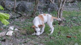 Cute puppy wanders through an outdoor space, curiously sniffing the grass as it eagerly awaits the return of its mother dog. Animals and pets concept - Powered by Shutterstock - Get 15% off with code: PIKWIZARD15