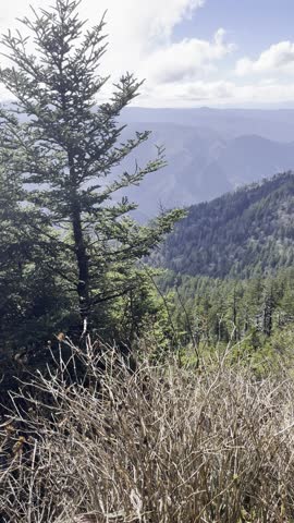 
Mount LeConte trail, Smoky Mountain hike, Appalachian trail views, remote hiking, mountain fog, Tennessee outdoors, mountain adventure, woodland path, scenic forest, wilderness photography, moody 
