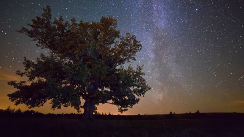 Old oak under starry sky