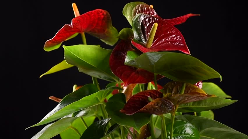 Anthurium House plant Anturium rotating in flowerpot over black background, Anthurium heart shaped flower, Flamingo flowers or Anthurium andraeanum (Araceae, Arum) 