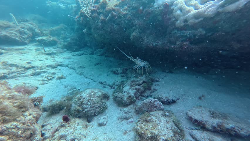 Scuba Diving and Finding Spiny Lobster 