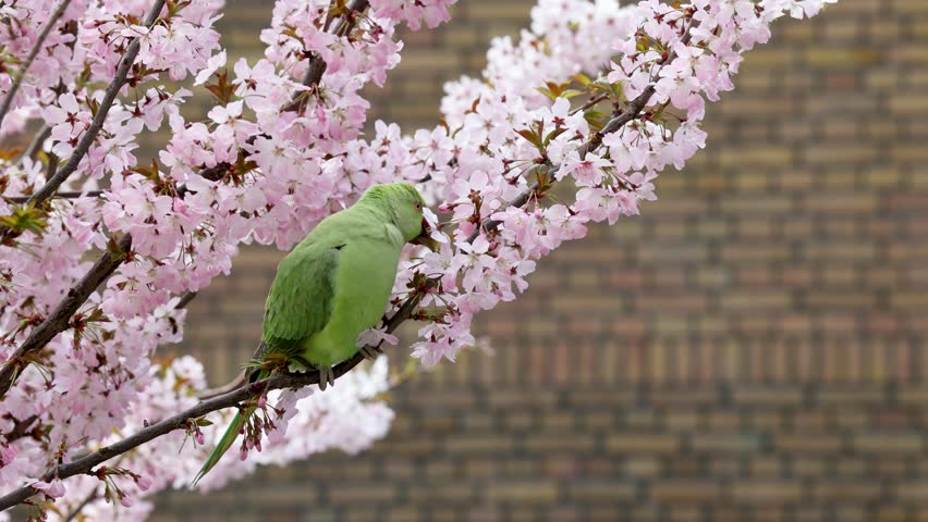 A green parrot perches on a cherry blossom branch, surrounded by delicate pink flowers, with a blurred brick wall in the background.