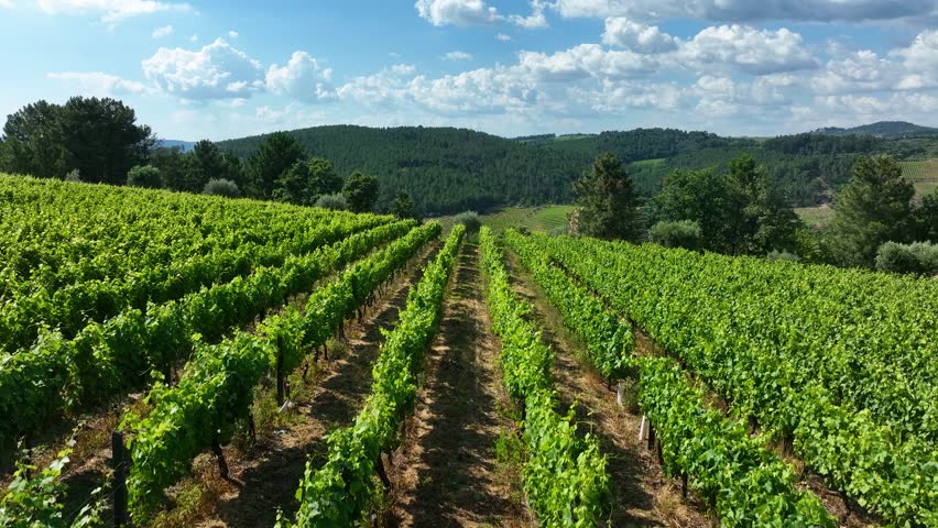 Aerial video showing vibrant green vineyard rows sloping along a hillside with forested areas in the background in Portugal