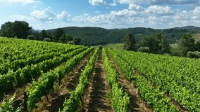 Aerial video showing vibrant green vineyard rows sloping along a hillside with forested areas in the background in Portugal - Powered by Shutterstock - Get 15% off with code: PIKWIZARD15