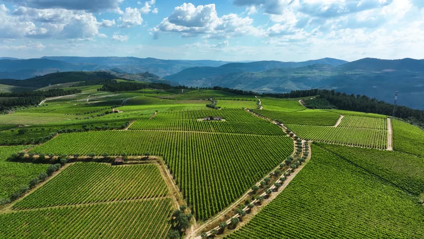 Aerial video of vast vineyards stretching over rolling hills with olive trees and distant mountain ranges under a blue sky in Portugal