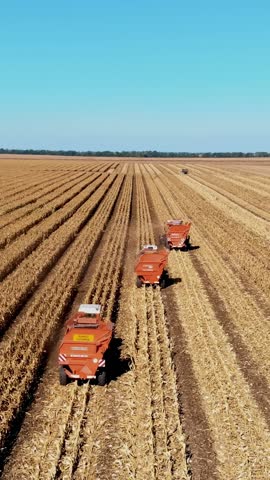 Three big red combine harvester machines harvesting corn field in early autumn. tractors filtering Fresh corncobs from the leaves and stalks. Aerial Agriculture