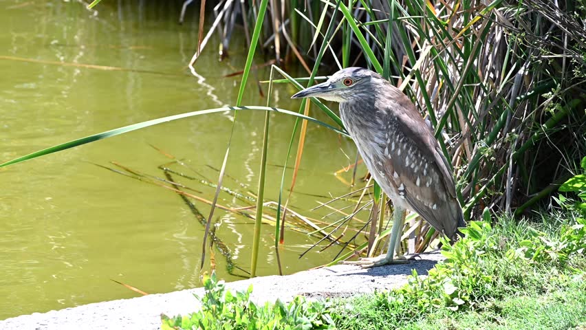 4K HD video of one juvenile Black Crown Night Heron perched on the side of a pond, moves towards viewer and flies out of the frame
