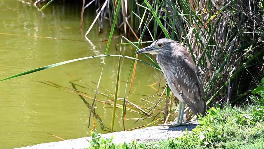 4K HD video of one juvenile Black Crown Night Heron perched on the side of a pond, opens mouth and looks around.
