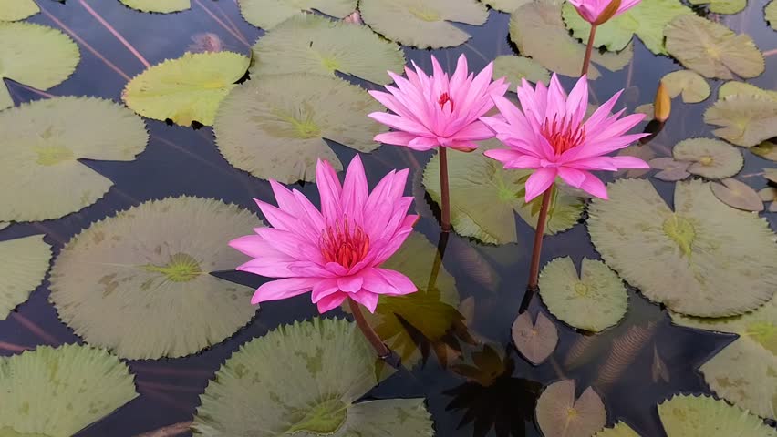 Beautiful blooming Nymphaea Rubra in a pond. This lotus is native to Sri Lanka, northeast India, and western and central Malesia.