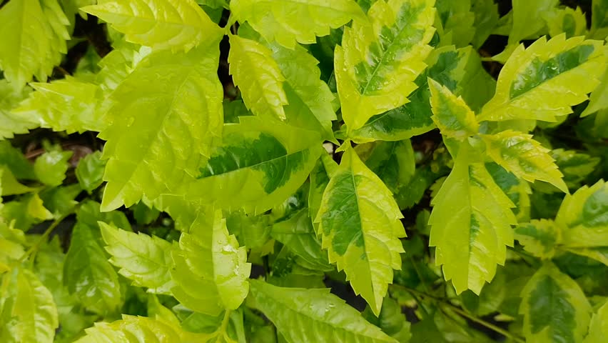 Peperomia or moon plant or mouse ear plant in the garden