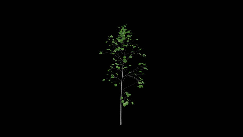 Quaking Aspen Sapling blowing in the wind Loop Animation. Wind blows the Populus Tremuloides Sapling. Animated Popple swaying in the wind with Transparent Background. Alpha Channel. Loop Animation