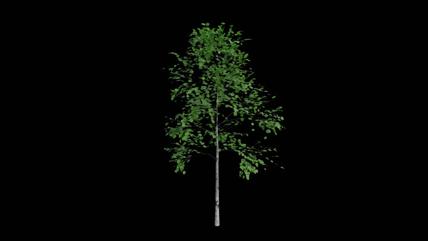 Quaking Aspen Sapling blowing in the wind Loop Animation. Wind blows the Populus Tremuloides Sapling. Animated Popple swaying in the wind with Transparent Background. Alpha Channel. Loop Animation