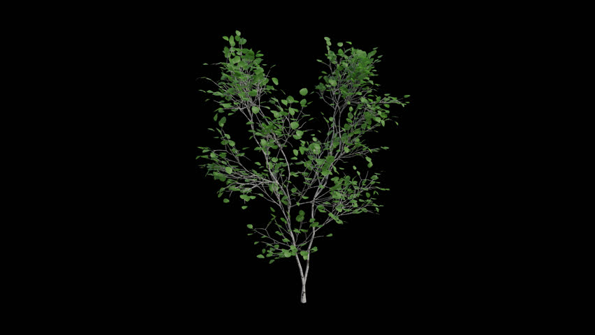 Quaking Aspen Sapling blowing in the wind Loop Animation. Wind blows the Populus Tremuloides Sapling. Animated Popple swaying in the wind with Transparent Background. Alpha Channel. Loop Animation