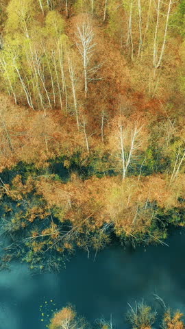 Aerial View Of Young Birches Growing Among Small Marsh Bog Swamp In Spring Season. Birch Trees In Landscape. Sky And Clouds Reflected In River Waters. Cinematic Calm Flight Above Forest.