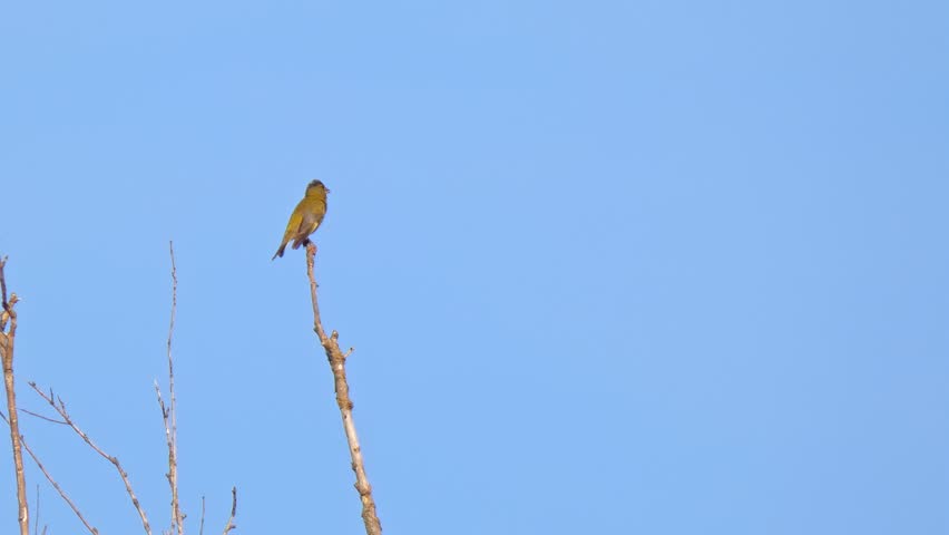 European greenfinch (Chloris chloris) bird sings looks around and flies away against blue sky