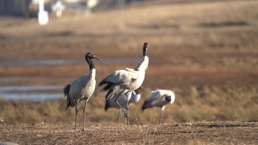 Black-necked Crane Wintering in Yunnan Wetlands, China