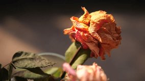Close-up of Beautiful Dried Rose with Soft Light and Vintage Aesthetic - Powered by Shutterstock - Get 15% off with code: PIKWIZARD15