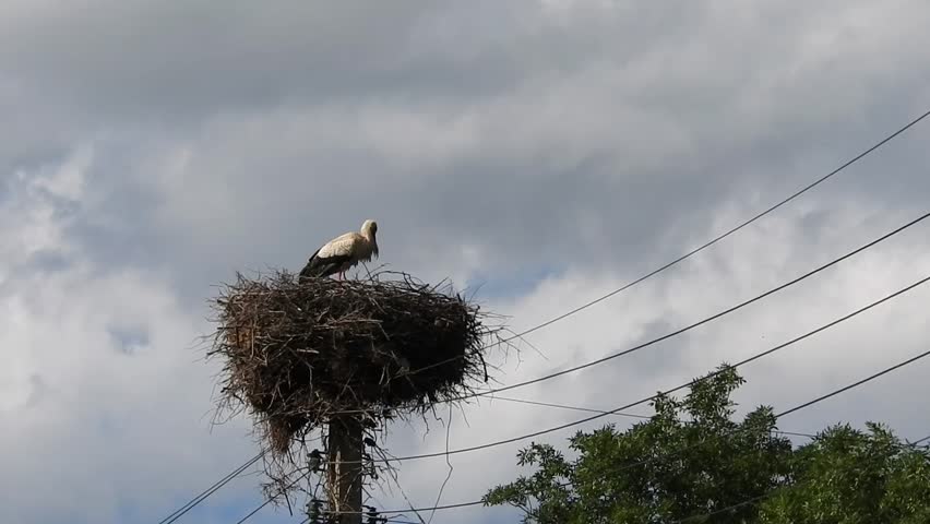 stork nest sky nature beauty