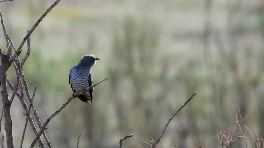 Common Cuckoo Cuculus Canorus perching