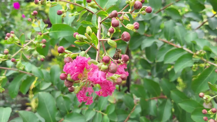 Pink Crape Myrtle Flowers (Lagerstroemia Indica) in Morning Dew, Capturing Natural Beauty for Use as a Wallpaper, Backdrop, or Elegant Nature-Themed Background