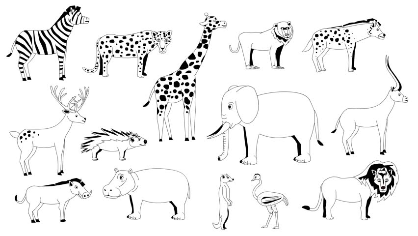 Animated video of black and white animals, safari, art.
