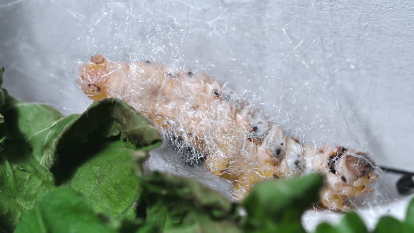 The Silkworm That Moves In A Cocoon