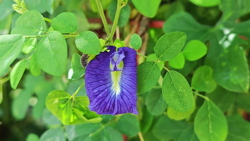 Butterfly pea flower on background