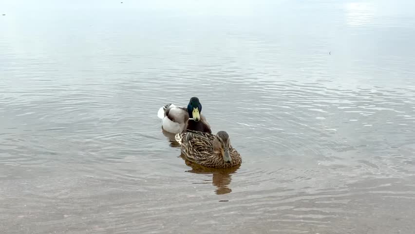 A couple of ducks, female and male, in a pond. Water birds in the park. 
