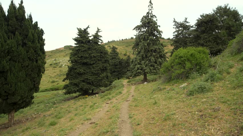 Green Hiking trail by the river inside a forest full of green