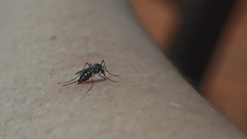 Mosquitoes suck blood on hand