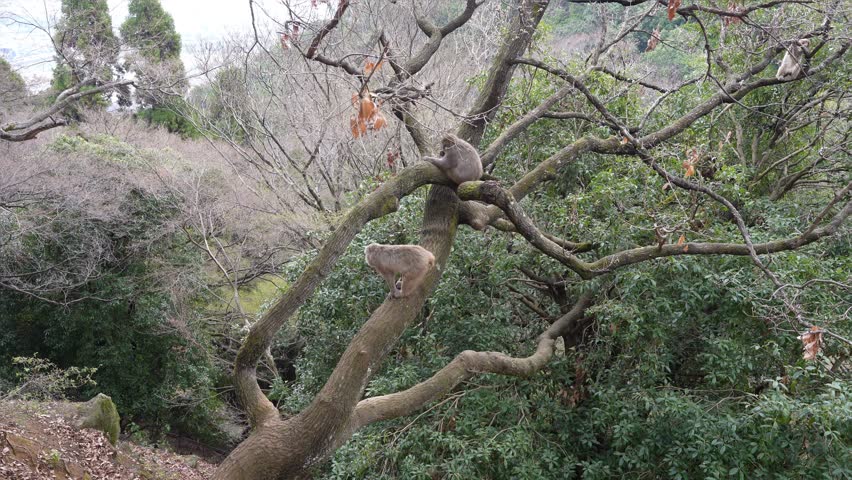 Kyoto, Nishikyo Ward, Japan, Arashiyama Iwatayama Monkey Park, Japan,