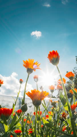 Slider shot Orange Flowers Of Calendula Officinalis. Medicinal Plant. Sunshine direct in camera. Agricultural Landscape. Summer Sky Above Calendula plants. Agricultural Concept Slider motion. Bottom